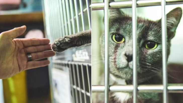 Man Breaks Down After A Shelter Cat Reaches Her Paw Out Towards Him