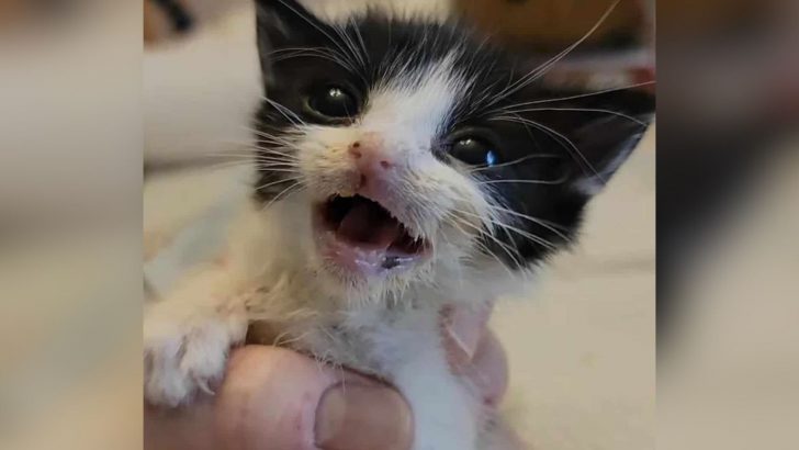 Florida Woman Rescues A Sick Kitten And Helps Him Beat The Odds To Survive
