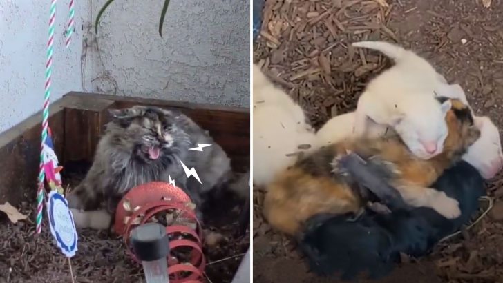 Fierce Feral Mama Cat Asserts Her Authority To Protect Her Kittens And Keep Rescuers At Bay