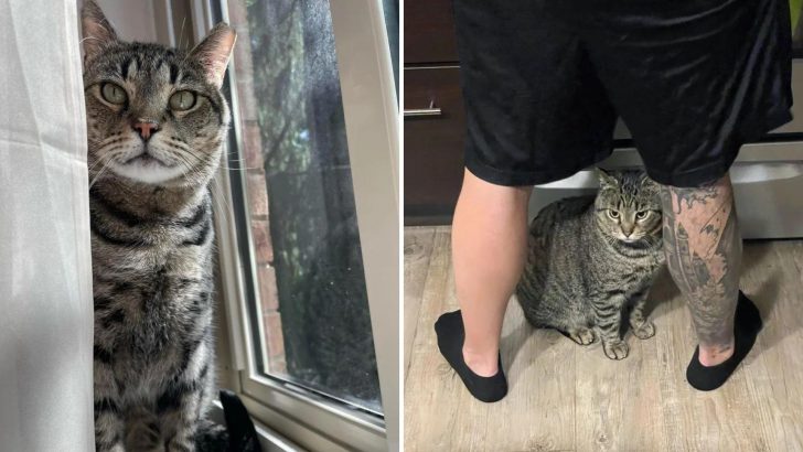 Stray Cat Finds A Loving Family And Can’t Stop Following Them Around The House