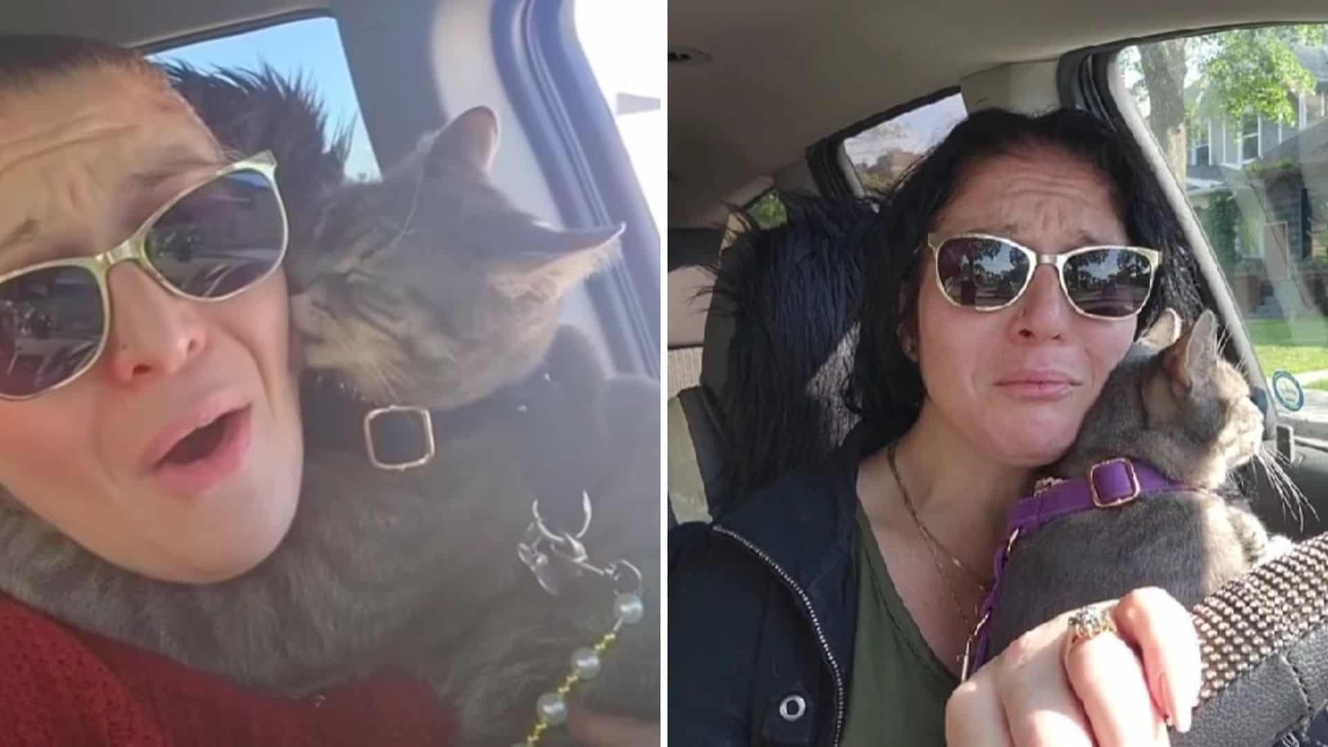 stray cat and woman in a car