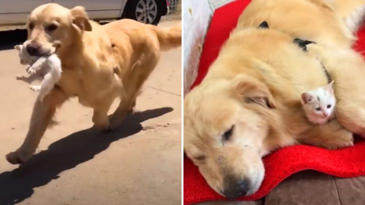 Stray Kitten Had Her Life Turned Upside Down When A Golden Retriever Rescued Her