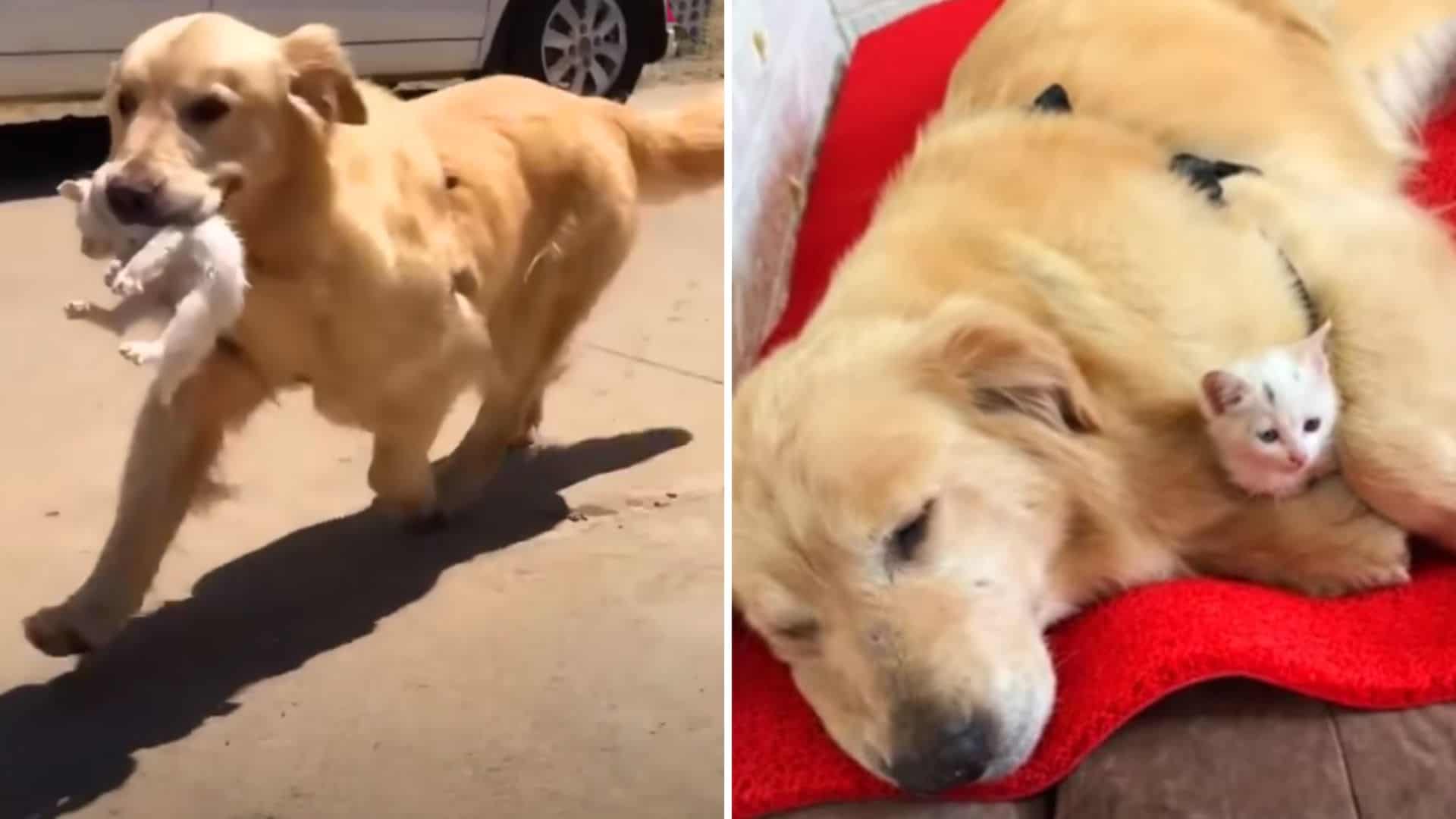 golden retriever rescued kitten