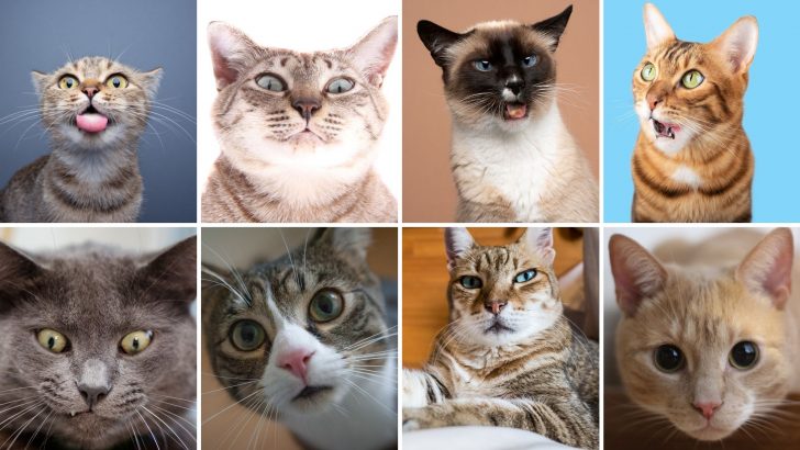 Study Reveals Cats Have Almost 300 Facial Expressions