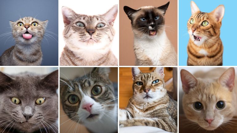 Study Reveals Cats Have Almost 300 Facial Expressions