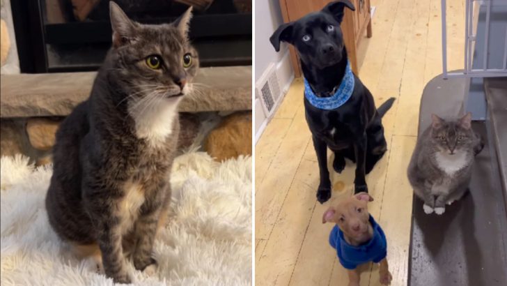 This 19-Year-Old Cat Was Definitely A Dog In The Past Life And Here’s Why