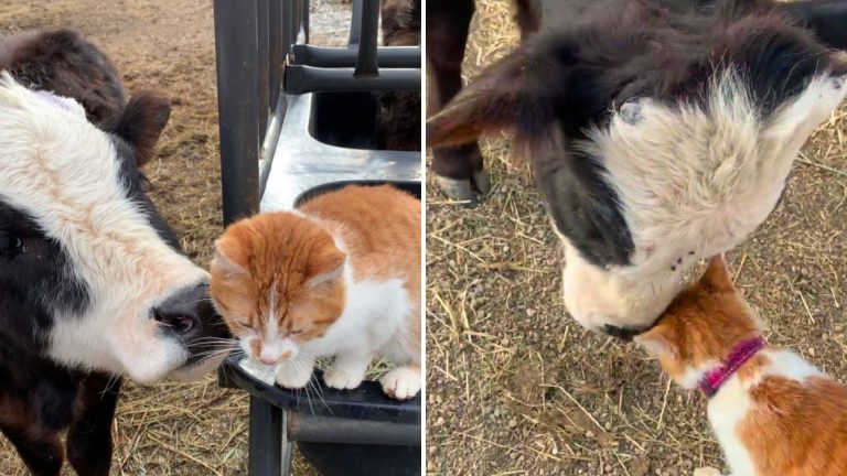 cat and cow bestfriends