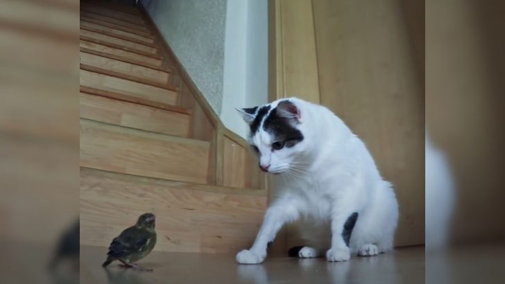 This Kitty Appears To Be Afraid Of A Tiny Bird And It’s So Adorable (VIDEO)