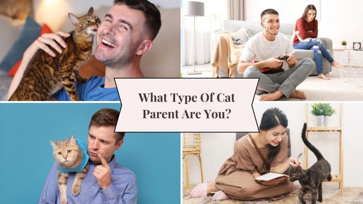 This Purr-sonality Test Reveals What Type Of Cat Parent Are You