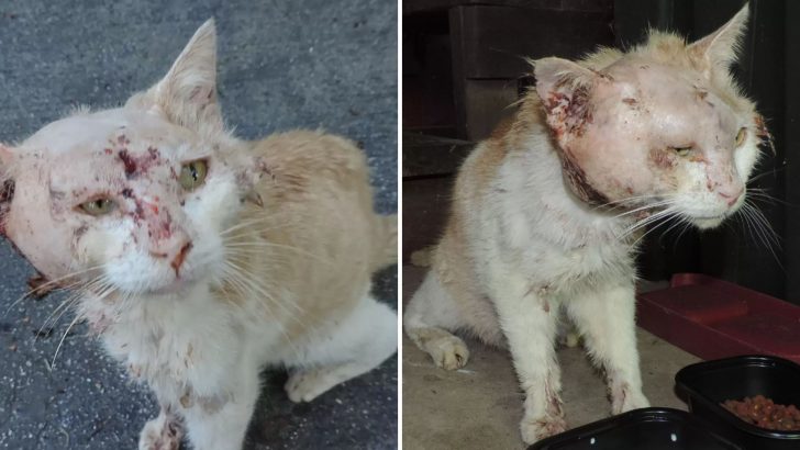 This Stray Was So Badly Injured People Could Barely Recognize He Was A Cat