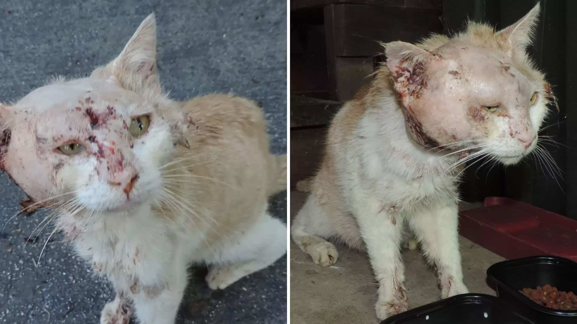 Injured cat