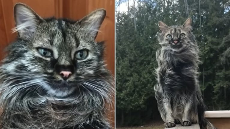 big cat with black and white fur