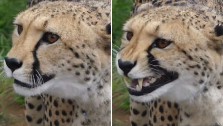You’ll Be Surprised By What Cheetahs And Our Cats Have In Common