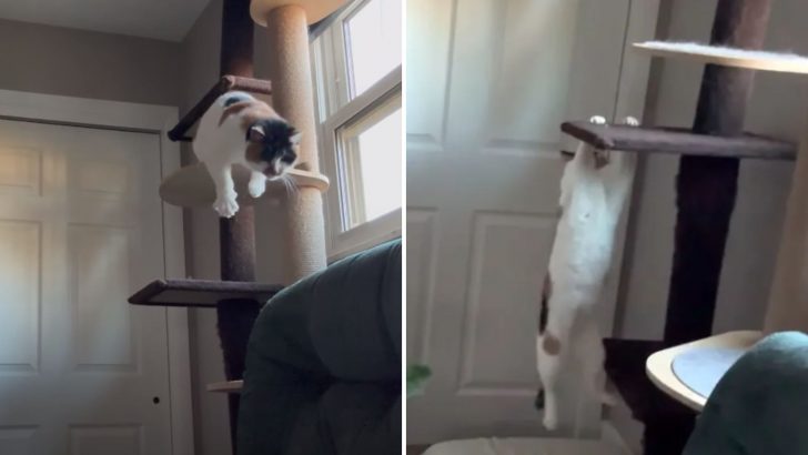 Ohio Cat Doesn’t Let Her Blindness Stop Her From Having The Best Fun On A Climbing Post