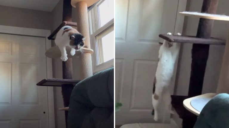 blind cat on climbing post