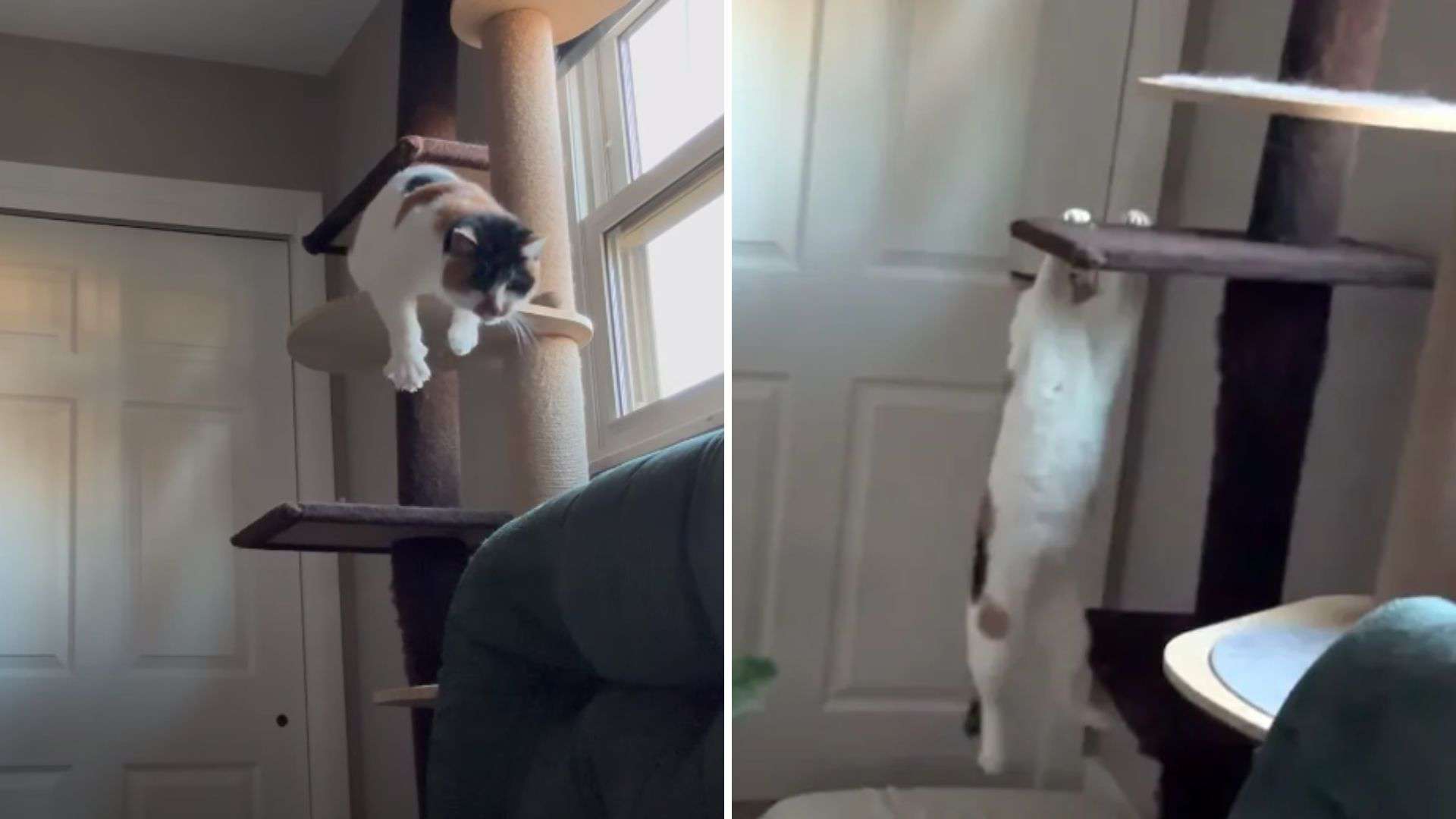 blind cat on climbing post