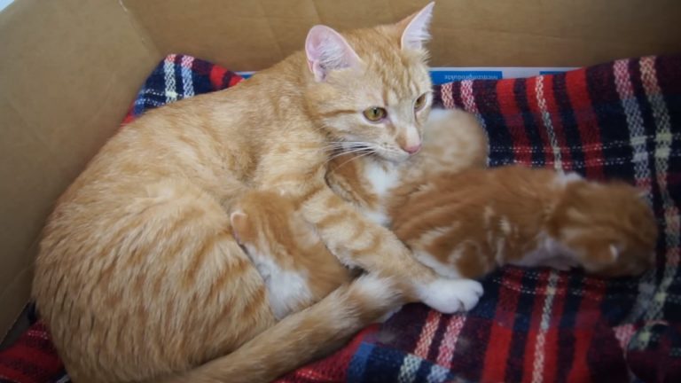 gentle mama cat and kittens