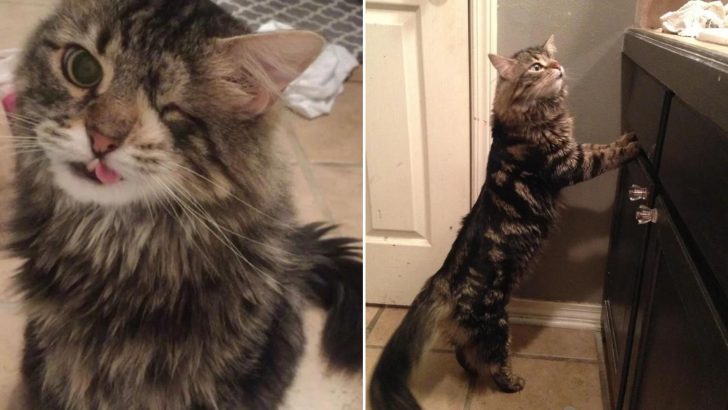 Willie, The One-Eyed Cat With A Snaggletooth Is Beautiful In His Own Way