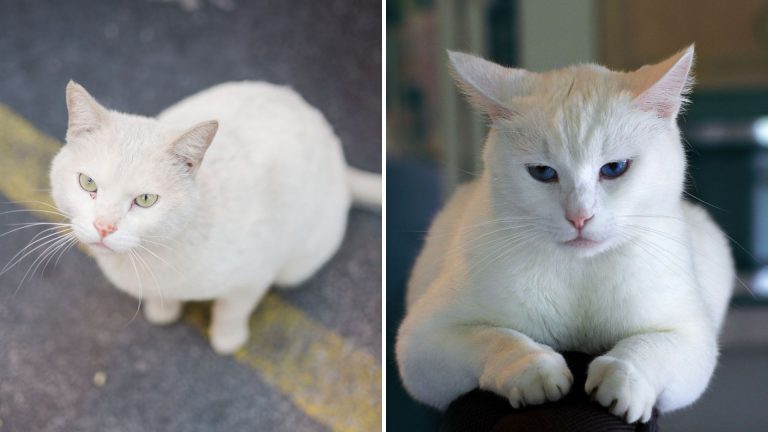 photo of a white cat