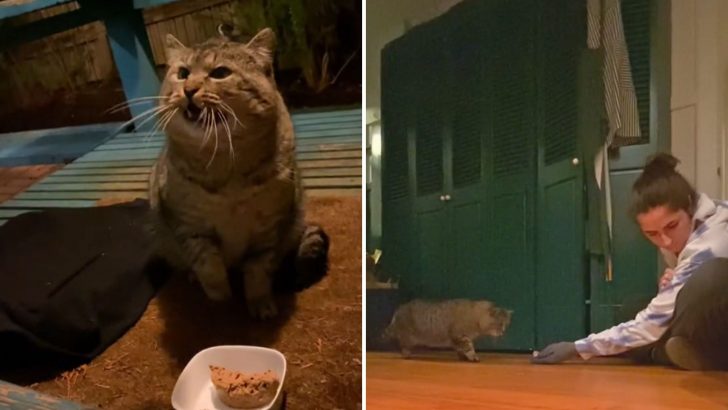 Woman Dedicates A Year Of Her Life To Winning Over A Feral Cat 