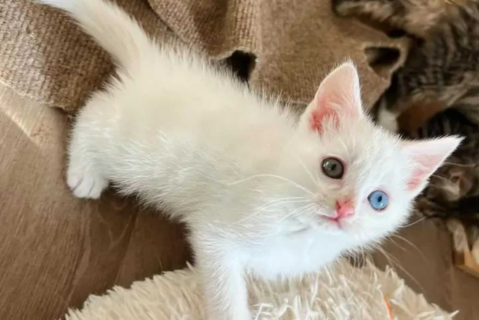 adorable kitten with different eye color