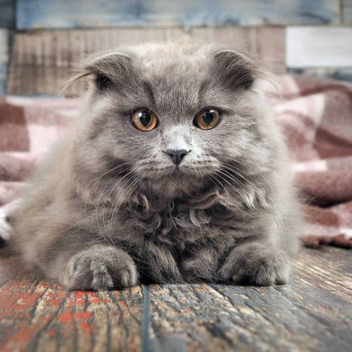 adult gray cat