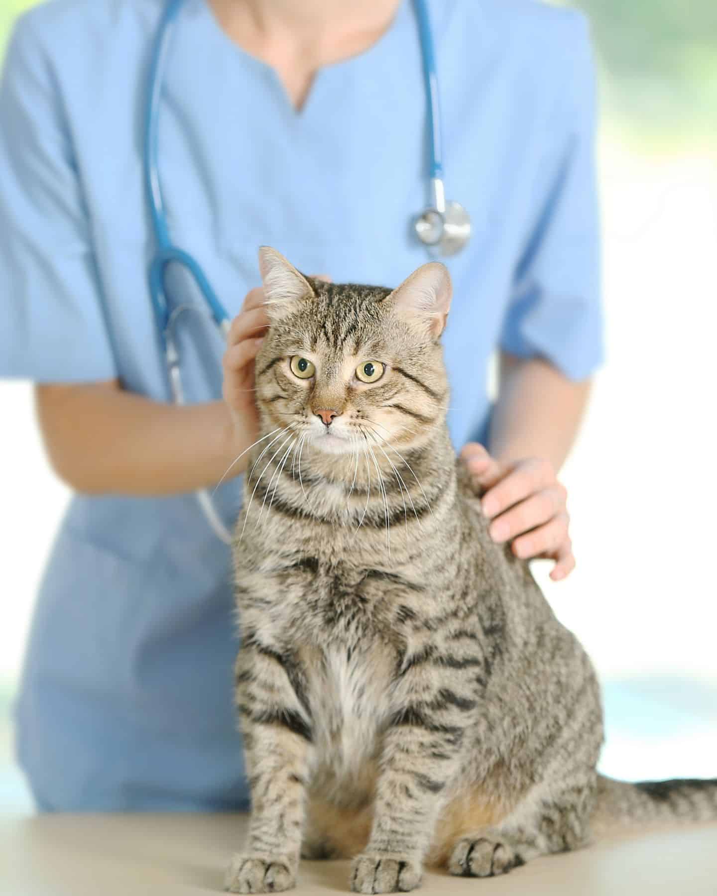 big cat and vet