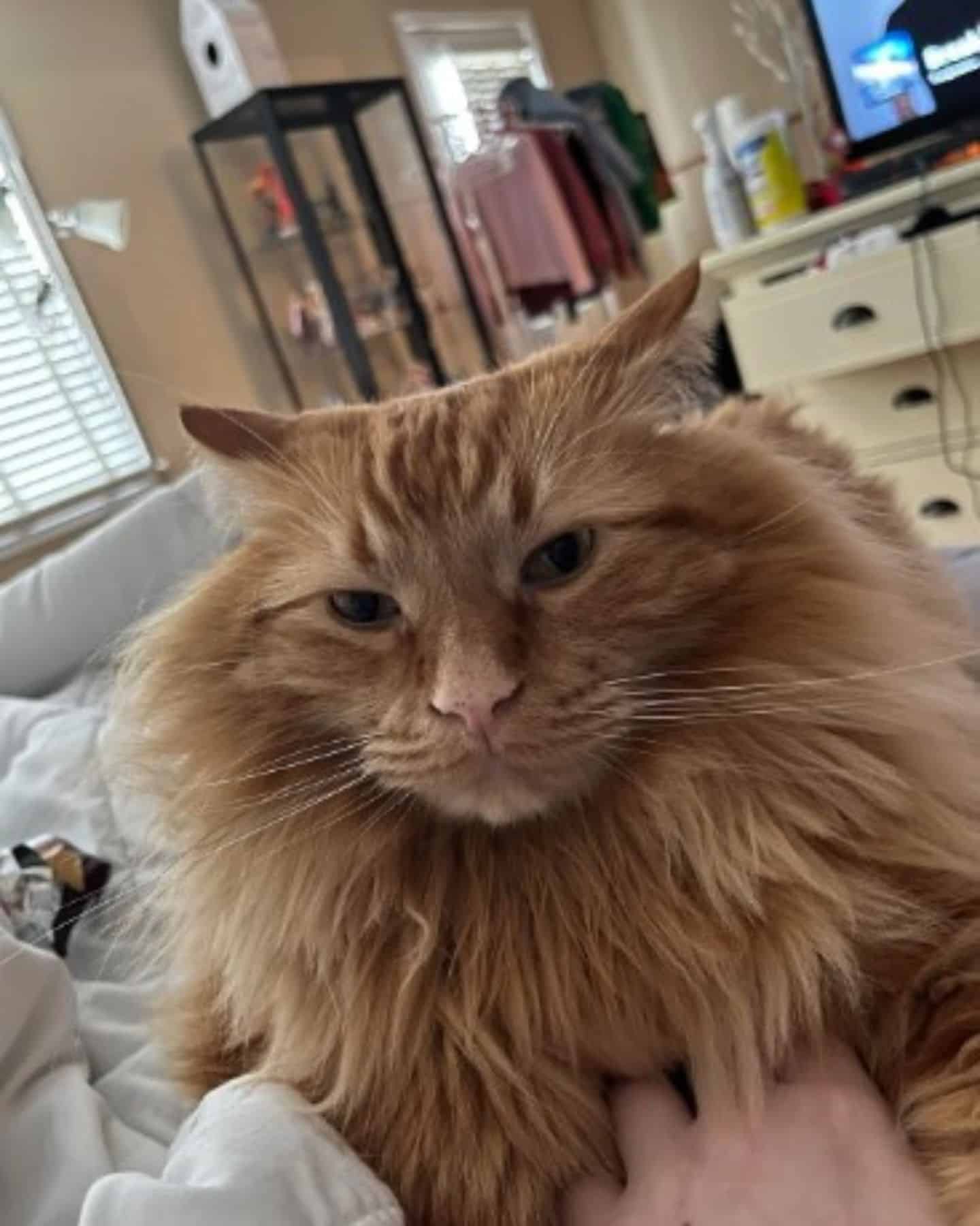 big ginger cat
