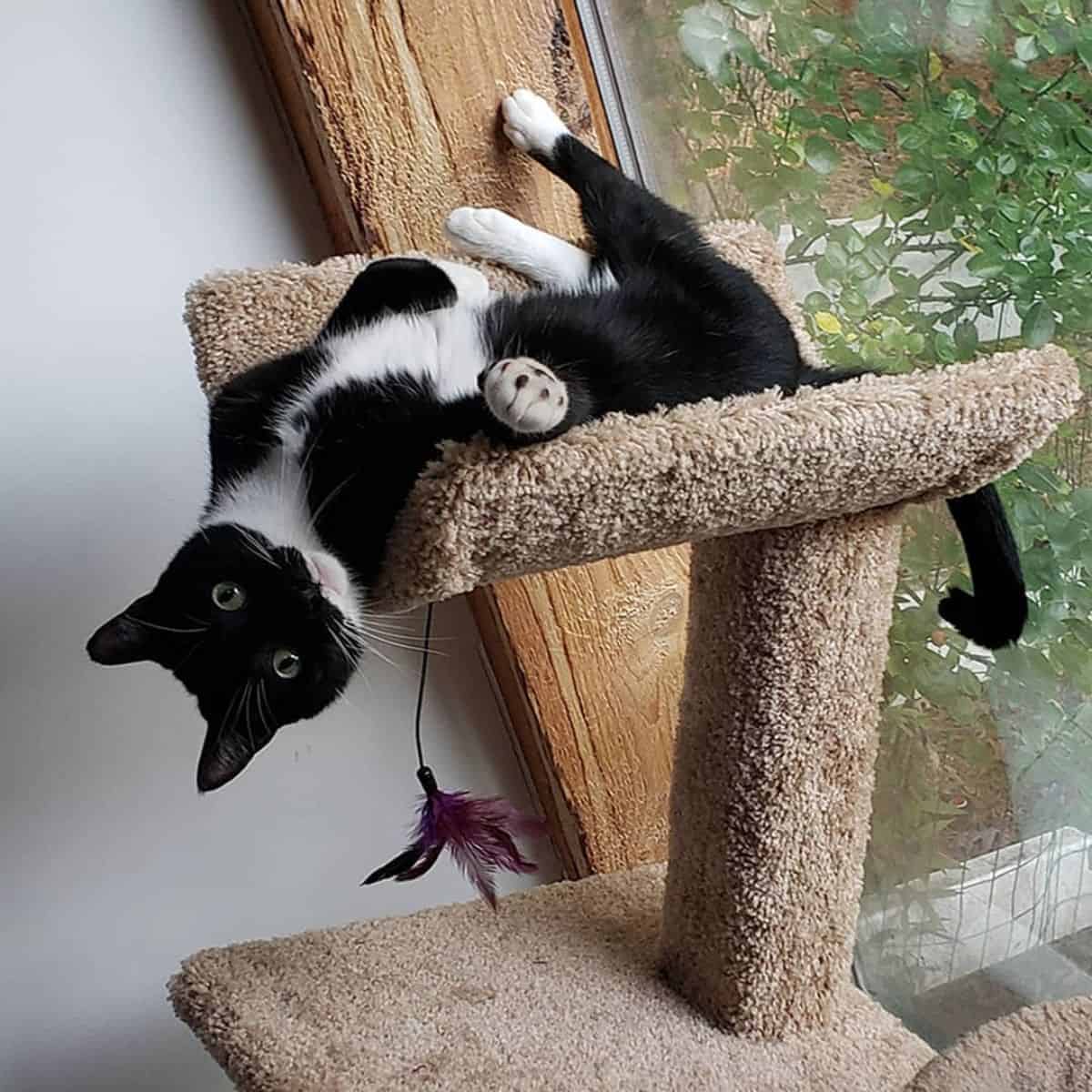 black and white cat playing