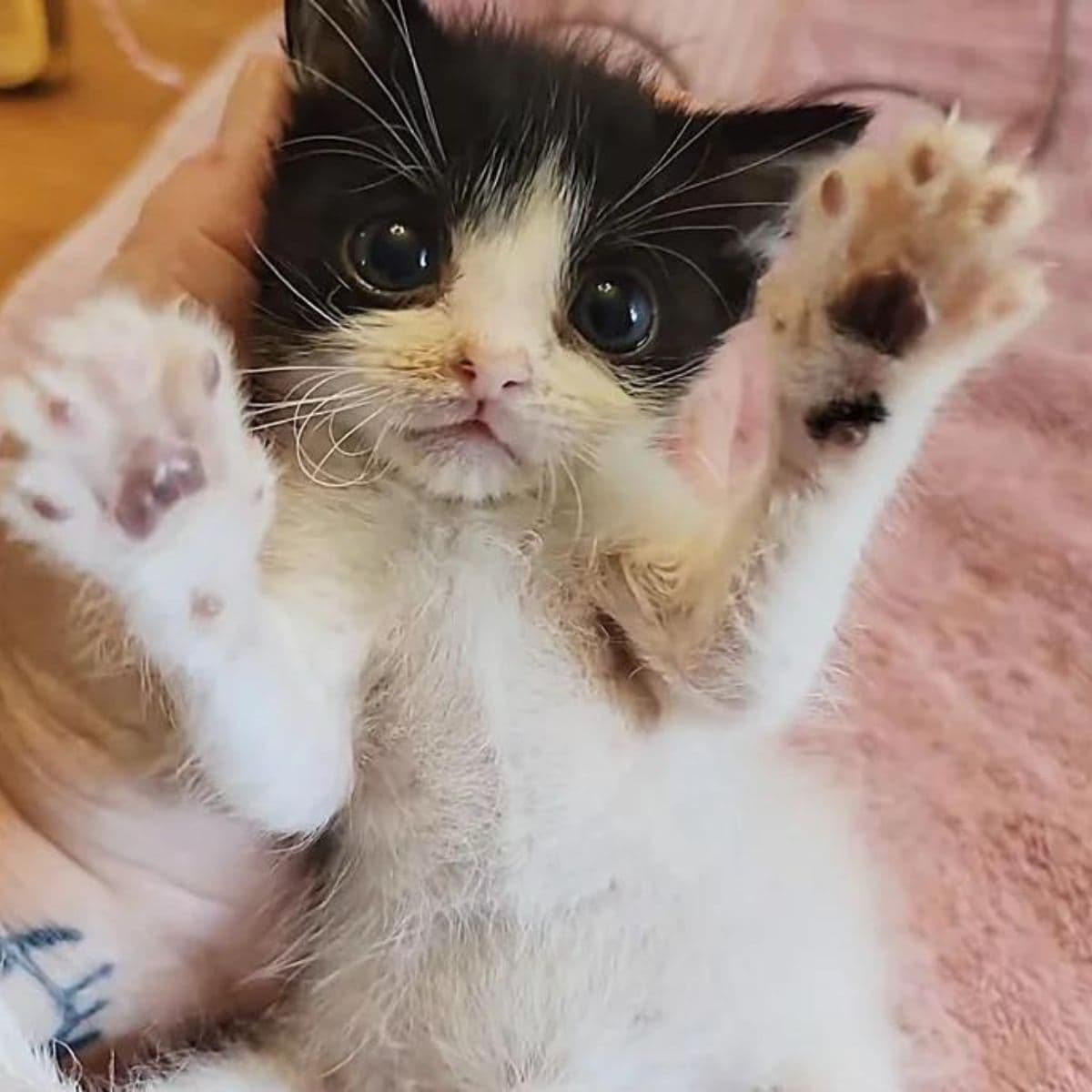 black and white kitten holding its paws up