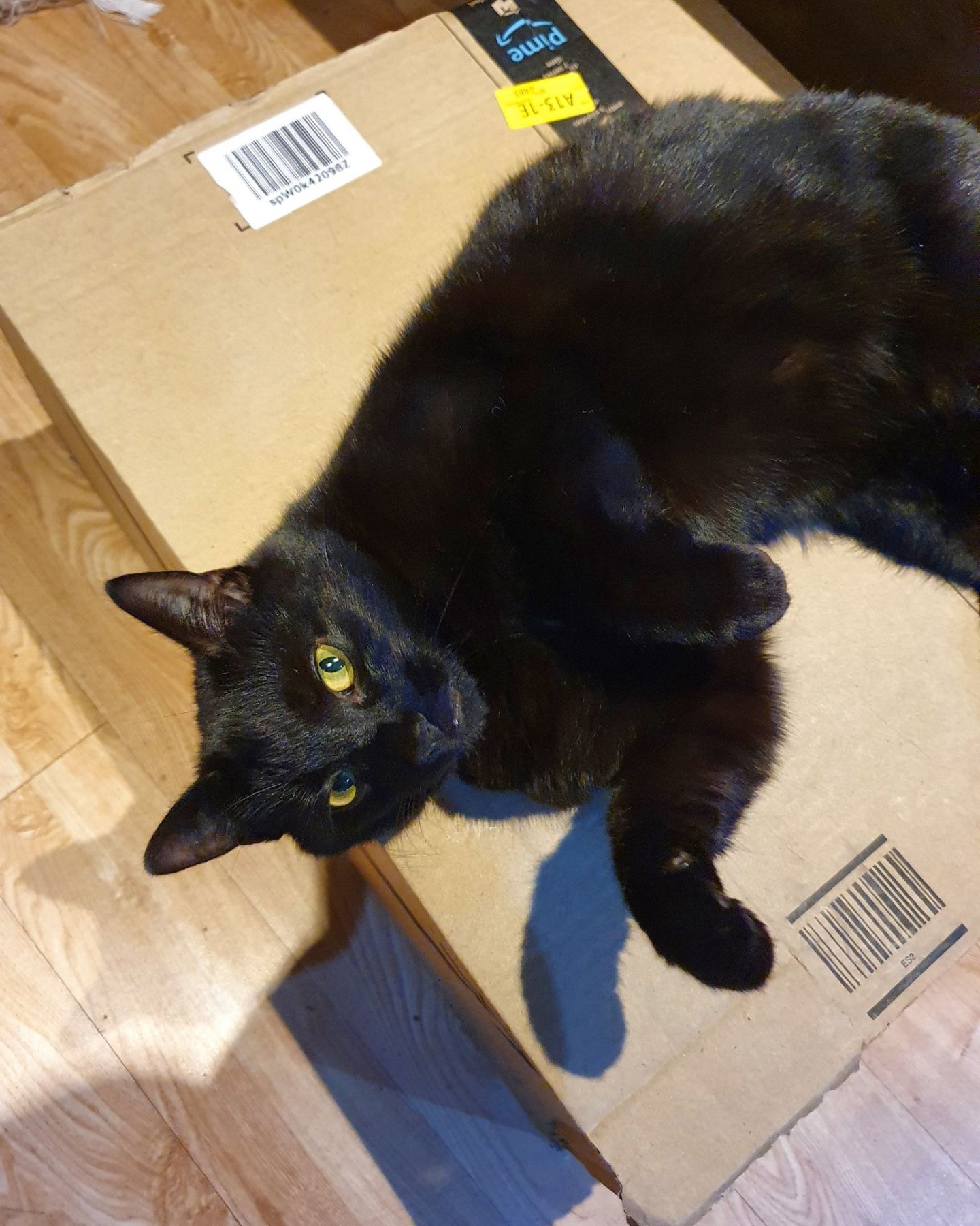 black cat laying on a box
