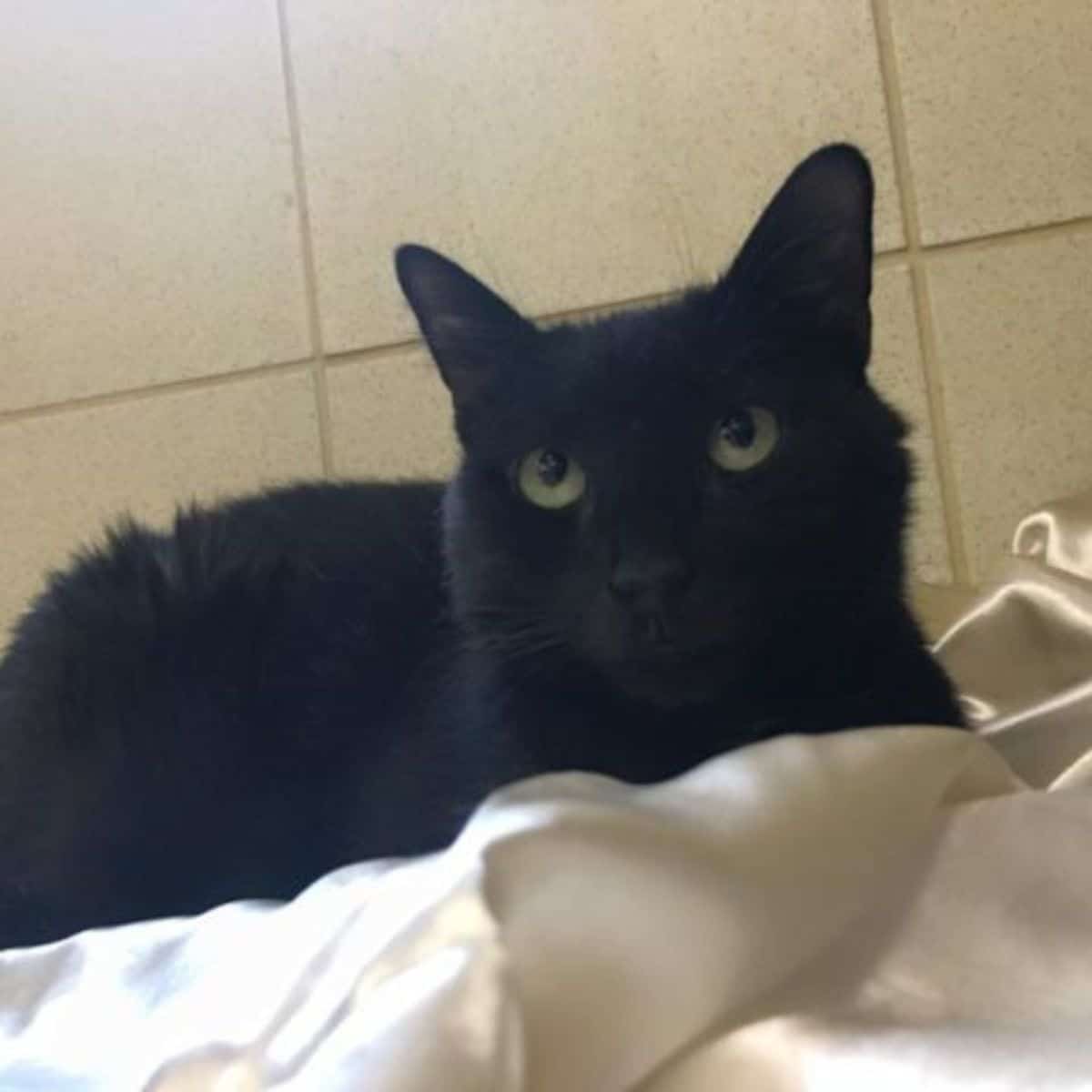 black cat lying