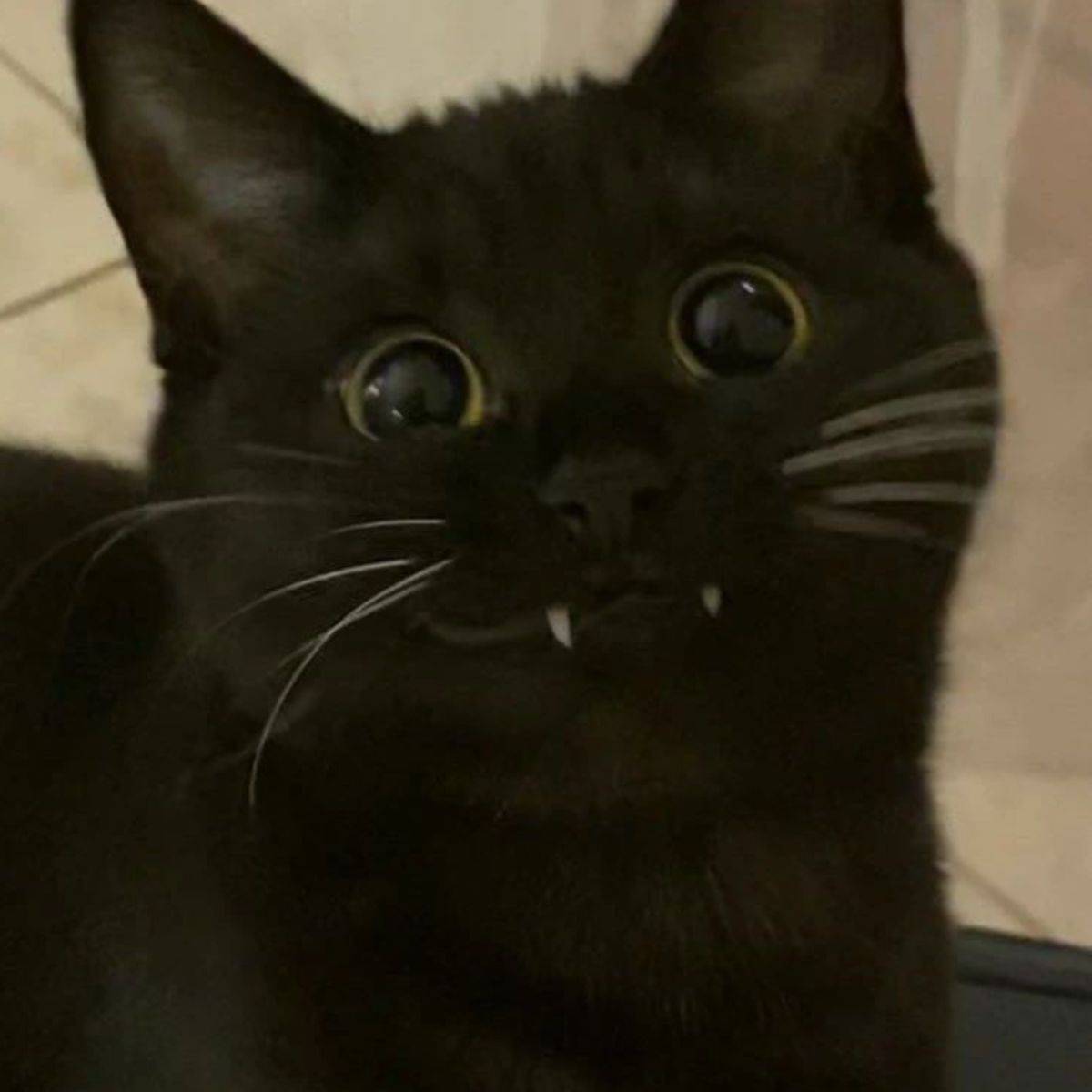 black cat showing front teeth