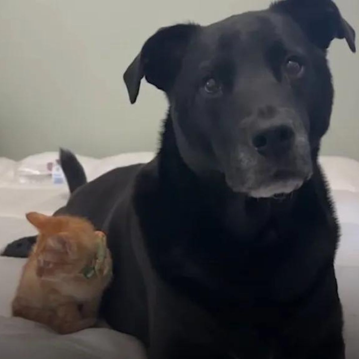 black dog and ginger cat
