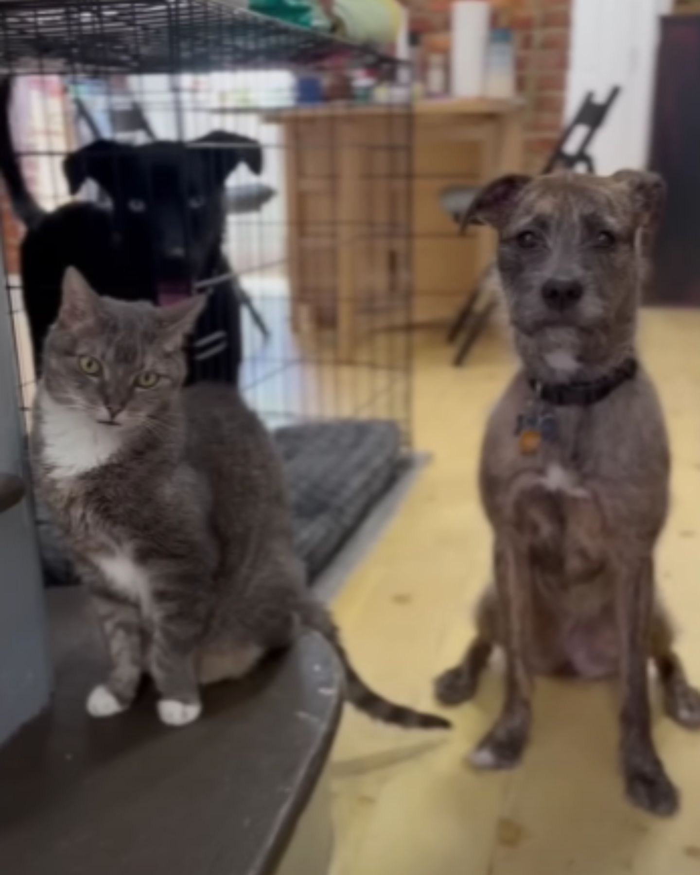 black dog, gray dog and cat