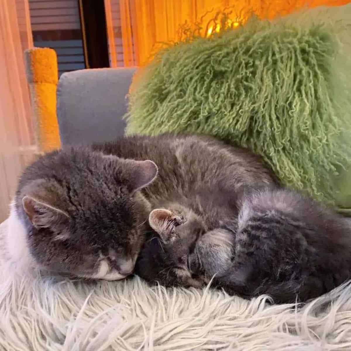 cat and a kitten curled up next to each other