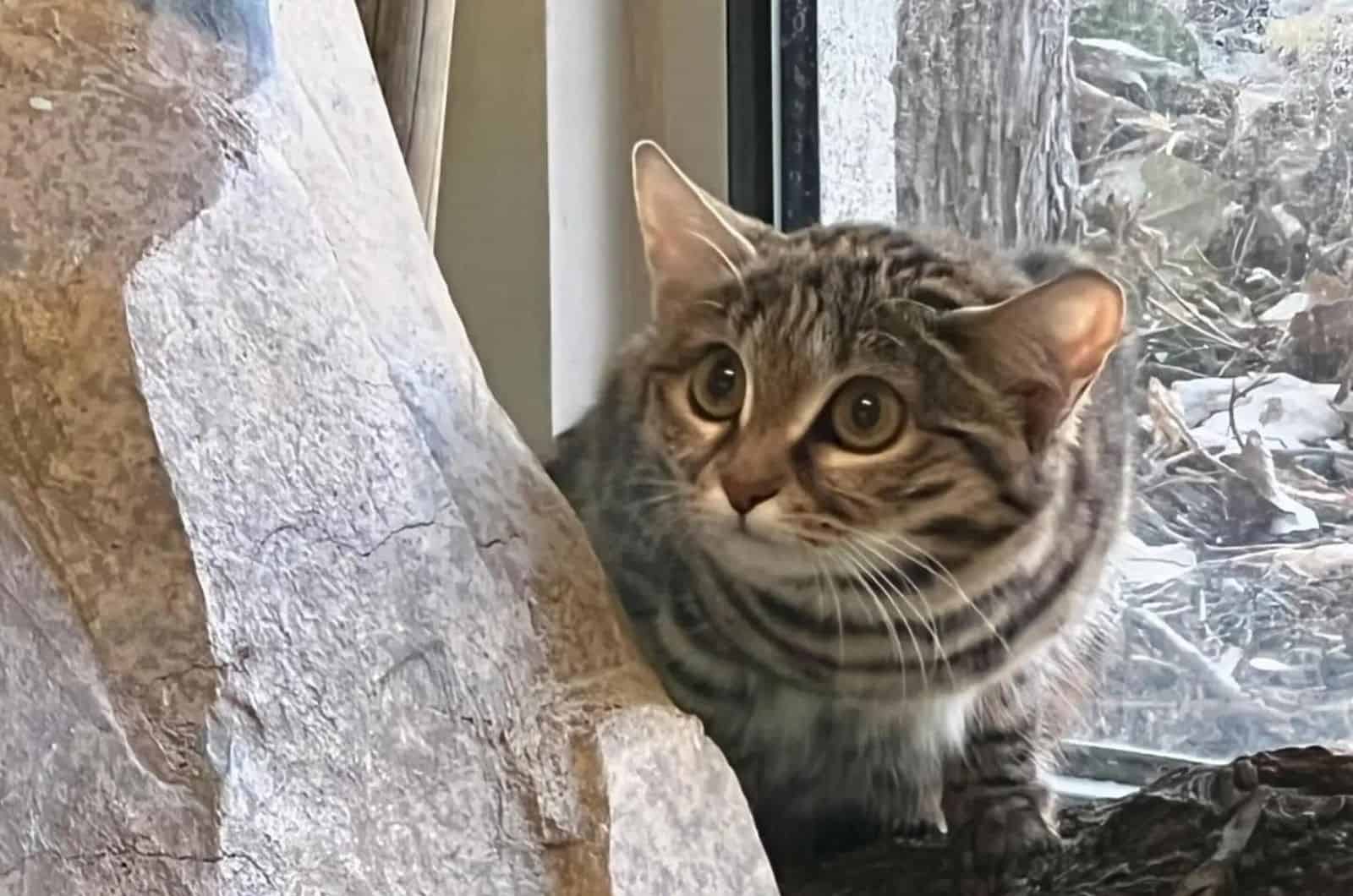 cat at the zoo