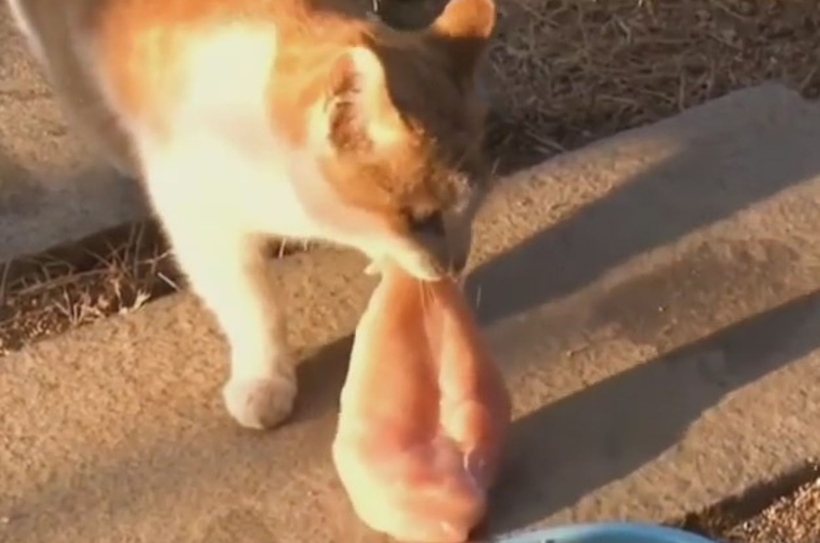 cat carrying chicken breast