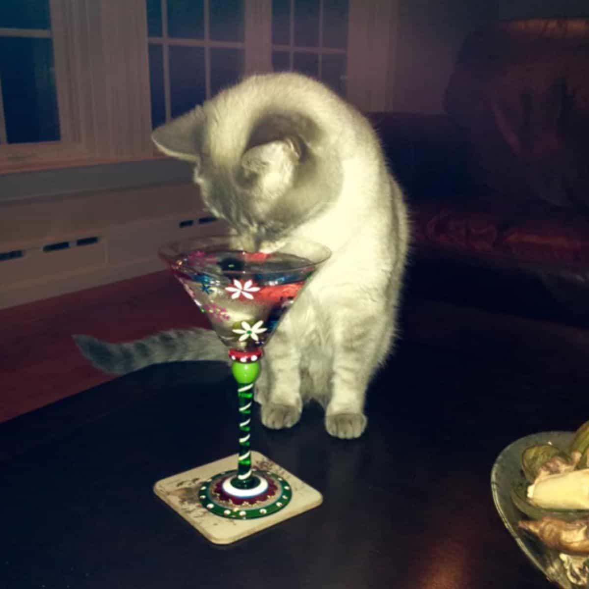 cat drinking margarita