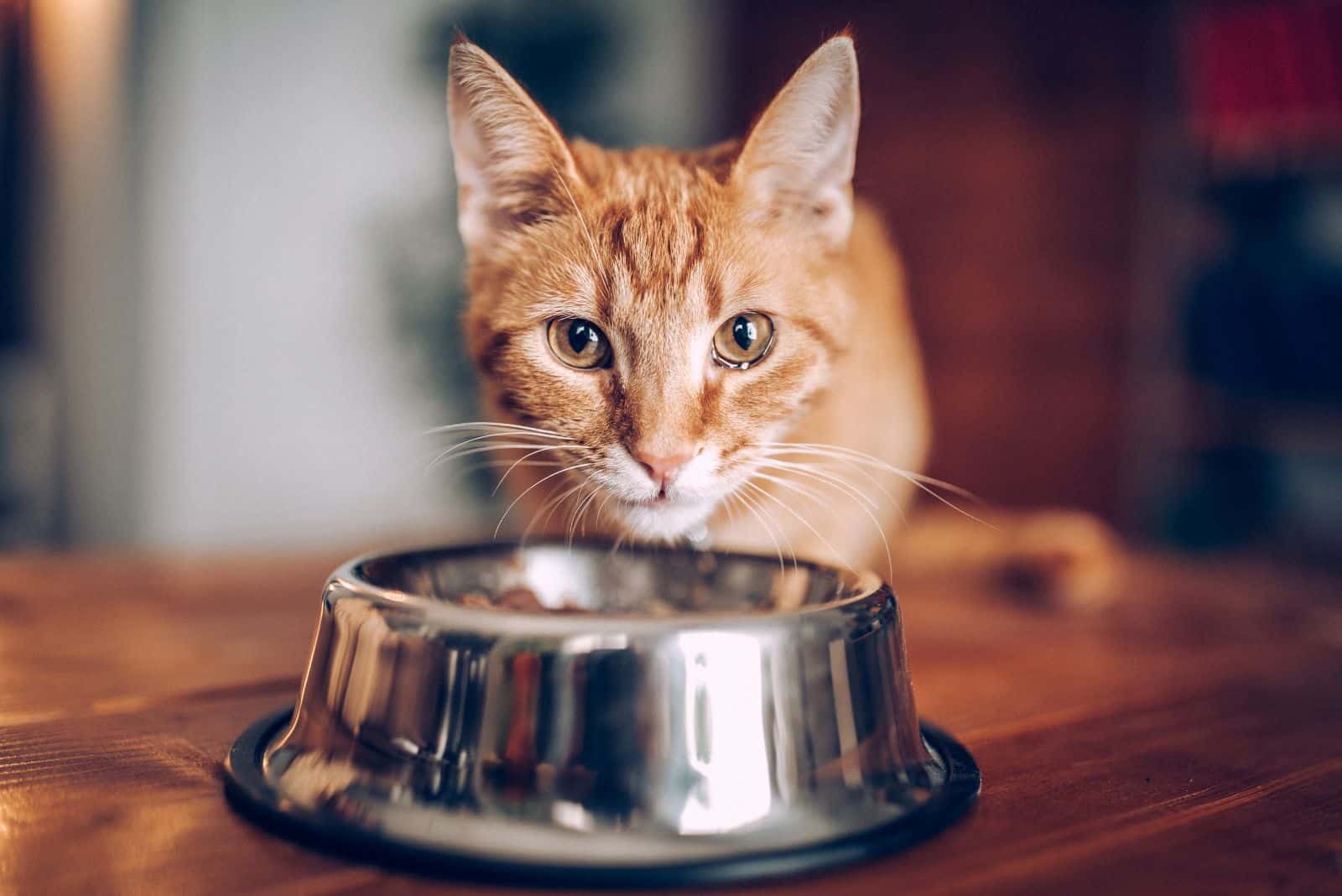 cat eating from metallic dish