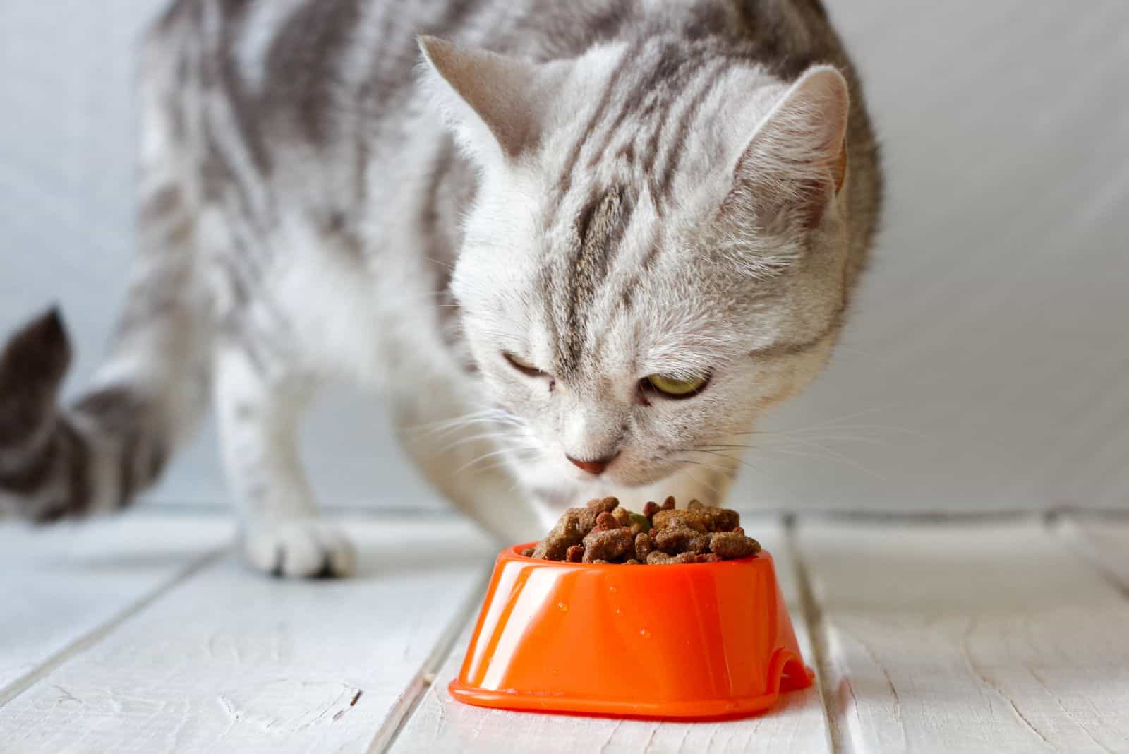 cat eating from orange food bowl