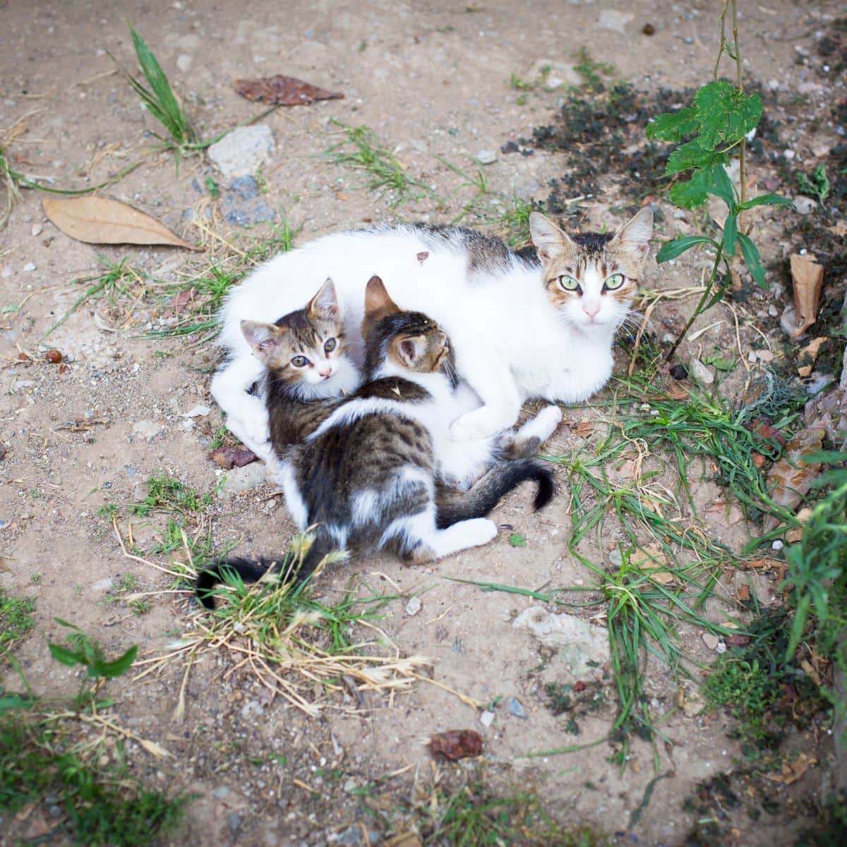cat feeding kittens