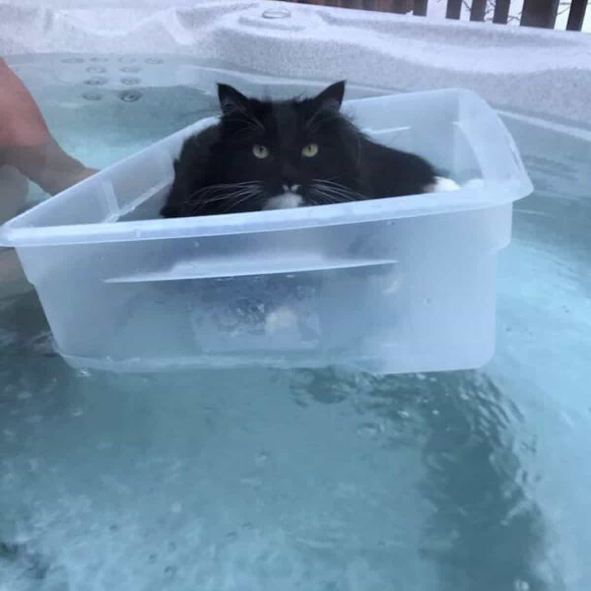 cat floating in the plastic
