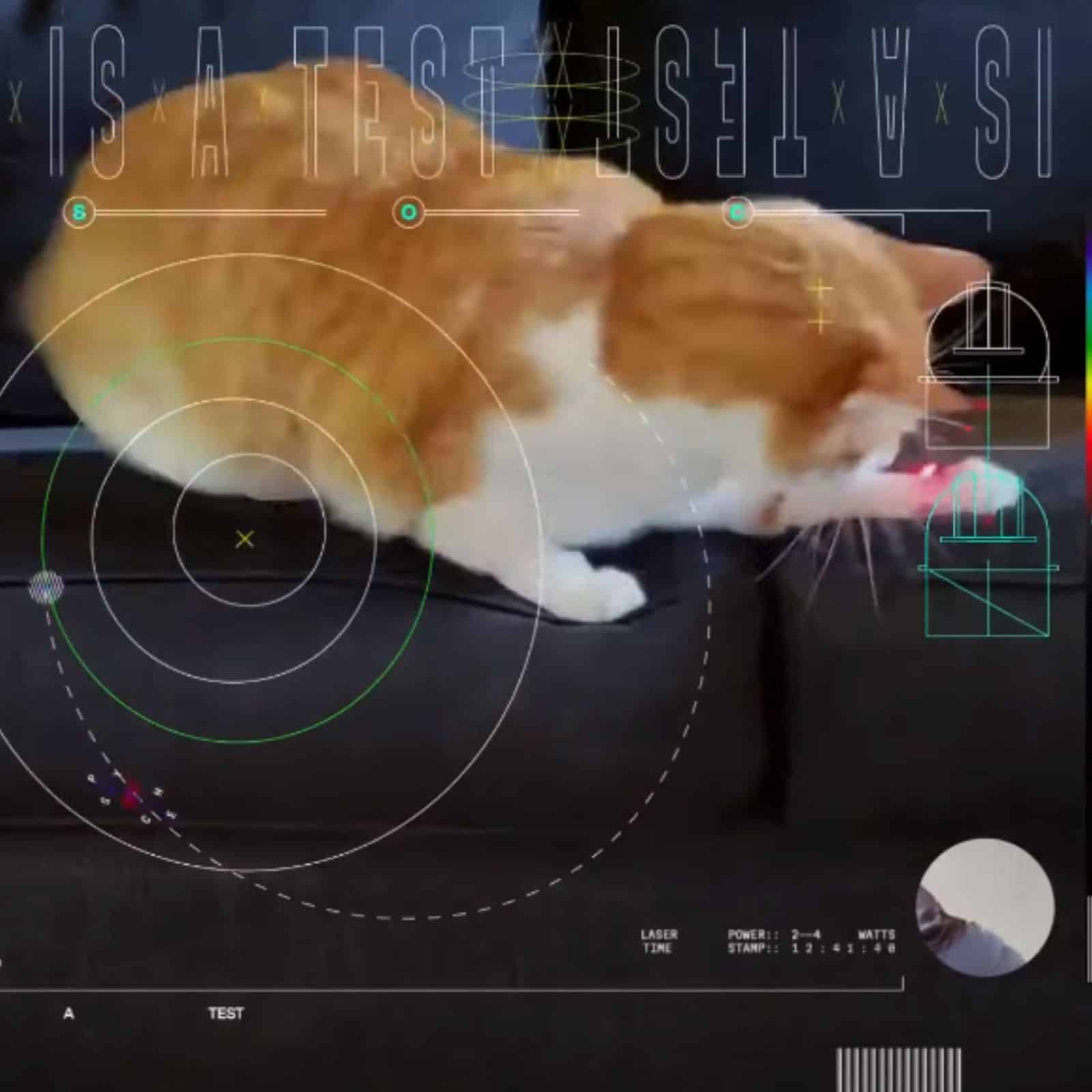 cat following laser