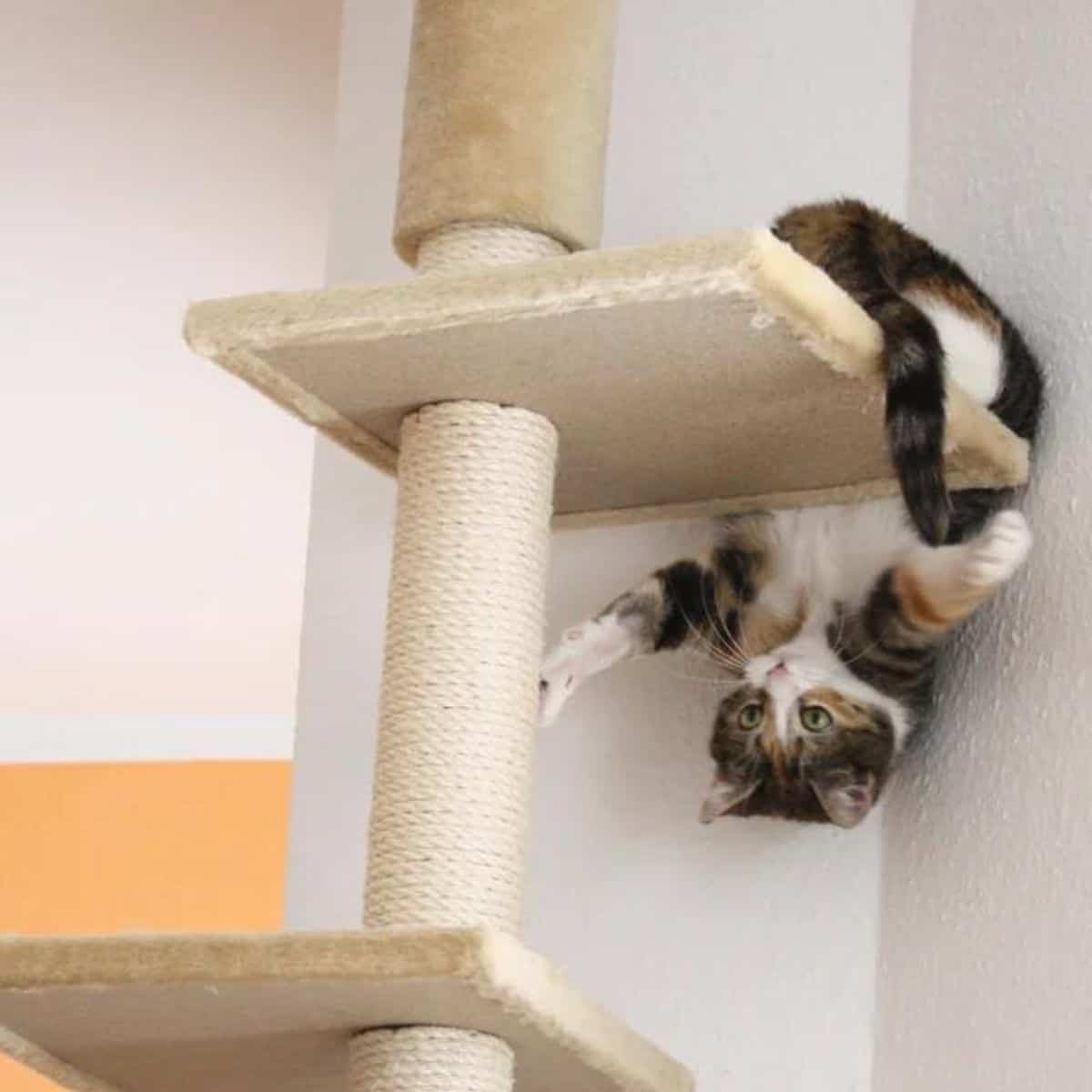 cat hanging upside down