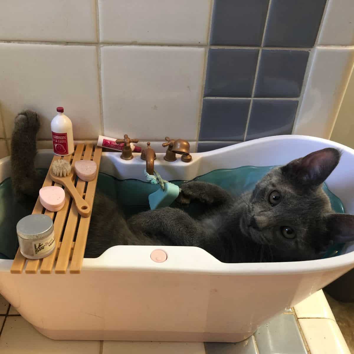 cat in bath