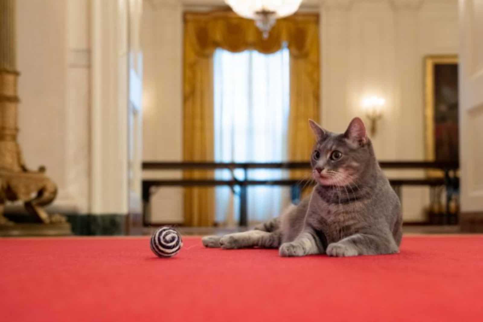 cat in white house
