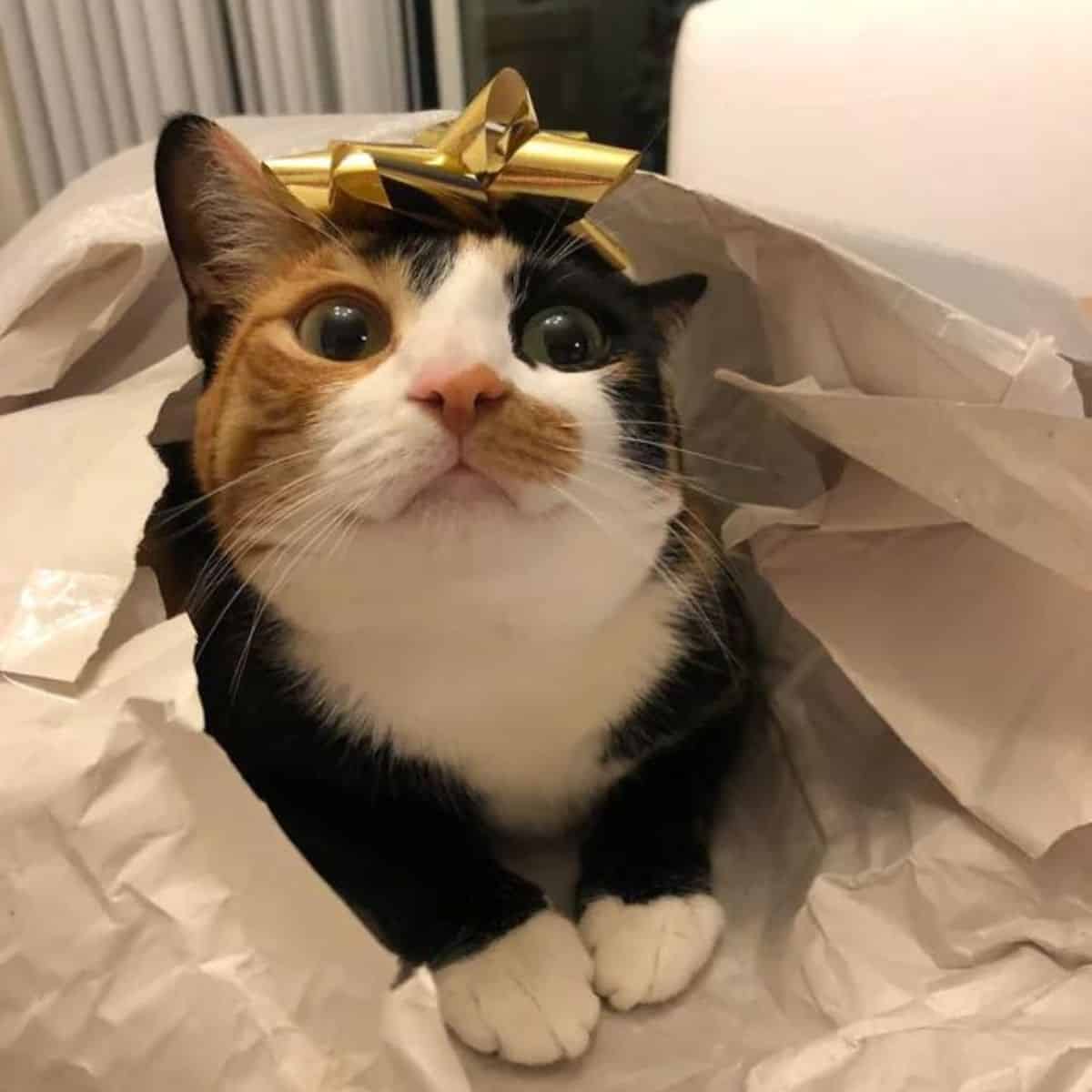 cat in wrapping paper