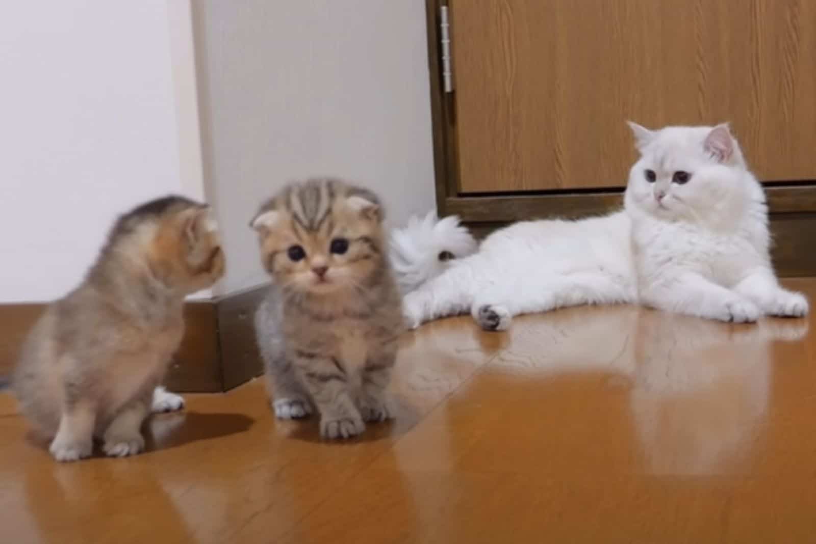 cat laying down and two kittens sitting