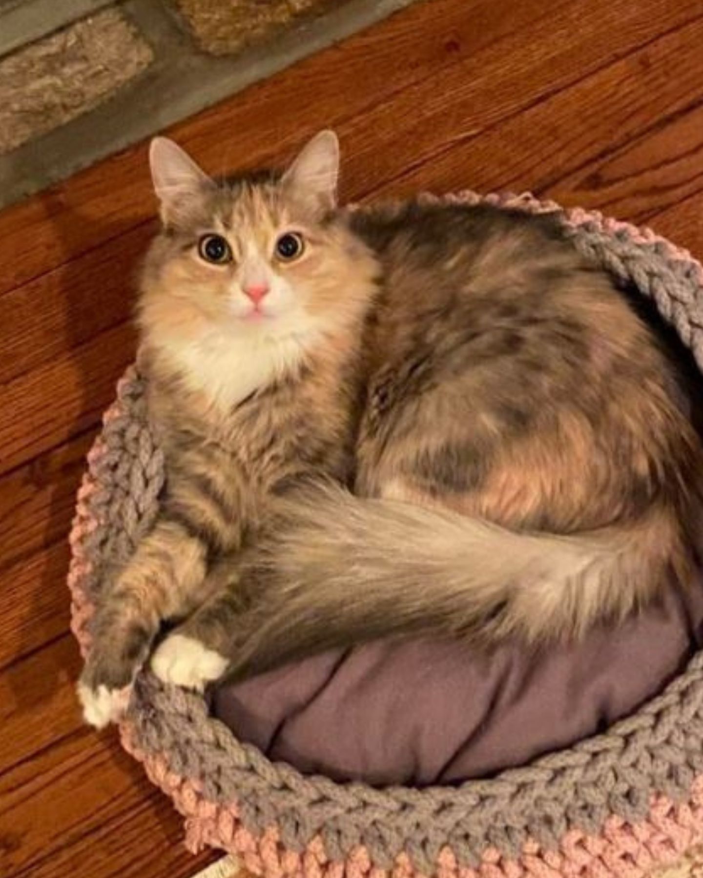 cat laying in a cat bed